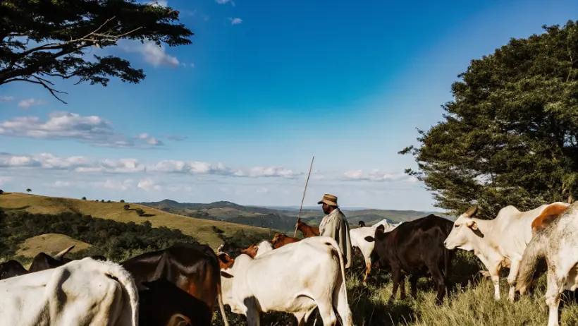 Herd of cattle grazing on hillside in Msinga with farmer tending livestock representing agricultural economy and cultural wealth